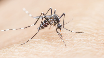 mosquito, malaria, influenza