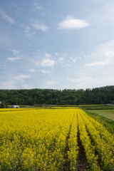 Obraz premium 菜の花畑