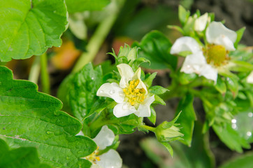 bloom strawberry flowers with dew on green leaves in the garden.