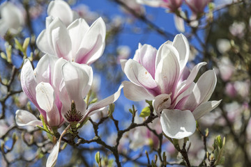 close up of magnolia blossoms in spring