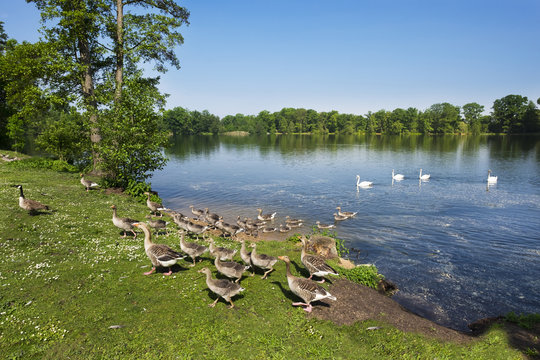 Germany, Bavaria, Nuremberg, public park  Dutzendteich, grey geese