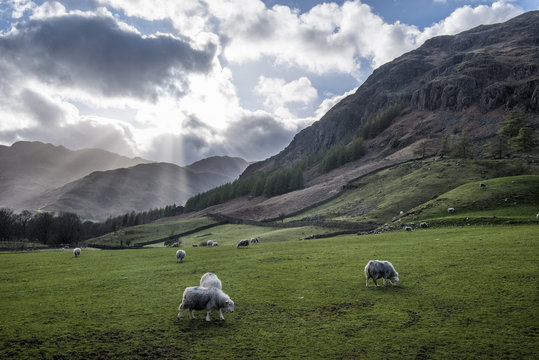 England, Cumbria, Lake District, Langdale, flock of sheep
