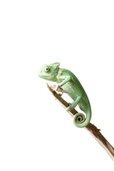 Wall murals Chameleon Greenish chameleon on branch isolated on white background