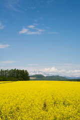 Obraz premium 菜の花畑と残雪の山並み