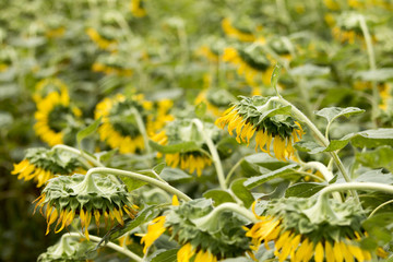 sunflower on field