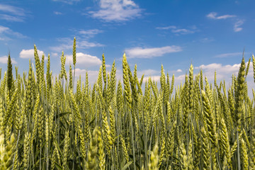 Obraz premium ears of wheat