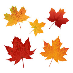 Autumn colored maple leaves set