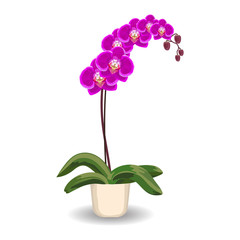 Orchid flowerpot on white background.