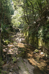 Mountain river flowing through the green forest.