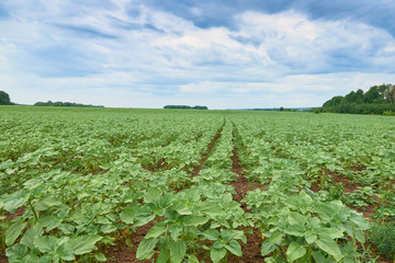 field of young green sunflower plants, Russia