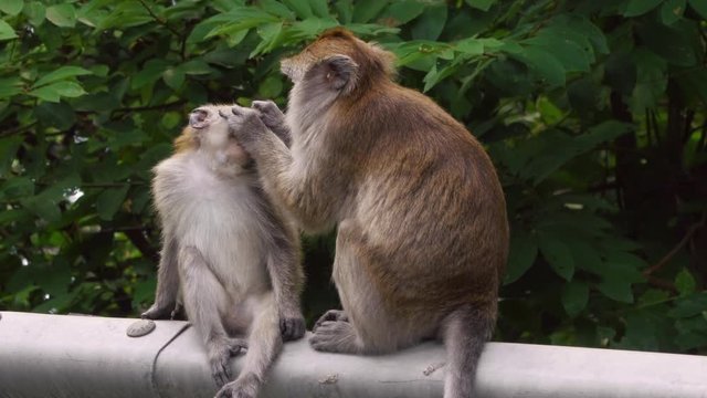 Adult parent long-tailed (also known as crab-eating) macaque is grooming, cleaning fur of juvenile baby, removing ticks and insects in Langkawi, Malaysia, Southeast Asia. Filmed in 4k. Caring concept.