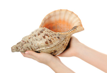 female hands with shell