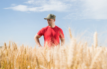 Naklejka na ściany i meble farmer in a wheat fields