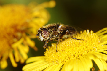 Band-Eyed Drone Fly, Eristalinus taeniops