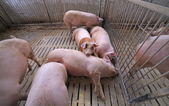 fat pigs in a sty on a farm