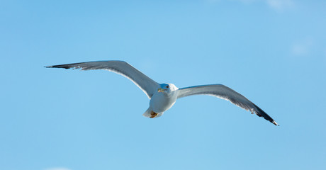 photo of the gull