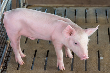 Piglet in a farm.