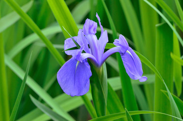 カキツバタ一輪   