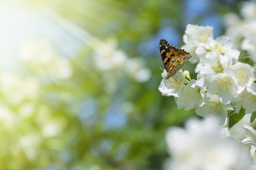 Summer background with blooming jasmine and  butterfly