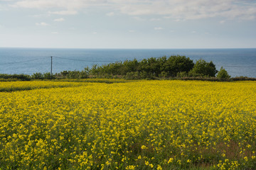 菜の花畑と日本海