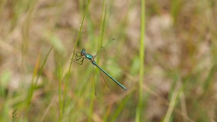 Calopteryx virgo - beautiful demoiselle dragonfly in grass masking and fly  slow motion