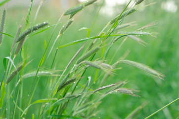 Rye field. Selective focus, nature background