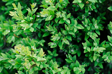 Green bush leaves wall background