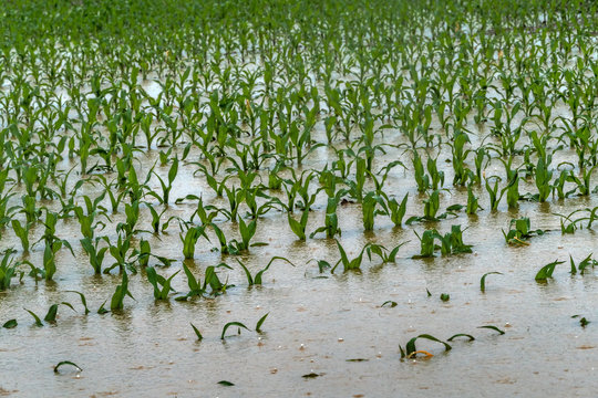 Pflanzen auf einem Feld nach Unwetter überflutet