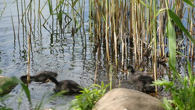 Active young progeny of black coot in a pond - - Fulica Atra
