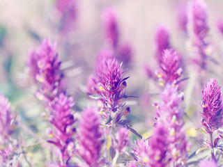 Beautiful little meadow wild pink flowers on a natural  backgrou