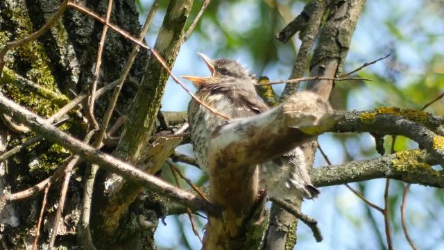 Thrush chick and adult bird relations in a wild life