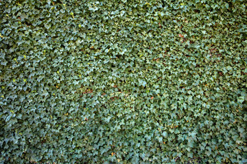 Efeu an Hauswand