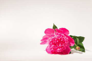 pink peony flower on a white background. not isolate