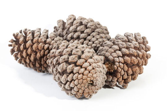Studio Shot of Four Gathered Old  Pine Cones