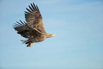 White-tailed Eagle in Flight