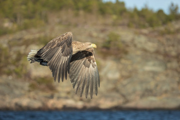White-tailed Eagle in Flight