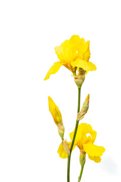 branch with flowers yellow iris on a white background
