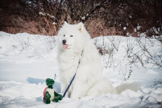 White Samoyed dog on snow in winter day