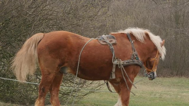 Big brown horse on a leash motion on a meadow, neighs and turns