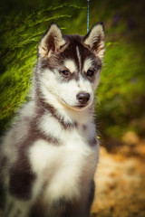 Portrait of a Siberian Husky puppy walking in the yard. One Little cute puppy of Siberian husky dog outdoors