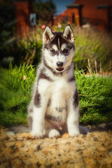 Portrait of a Siberian Husky puppy walking in the yard. One Little cute puppy of Siberian husky dog outdoors