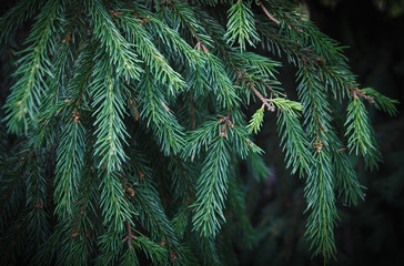 Green spruce branches with green needles