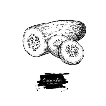 Cucumber hand drawn vector. Isolated cucumber and sliced pieces.