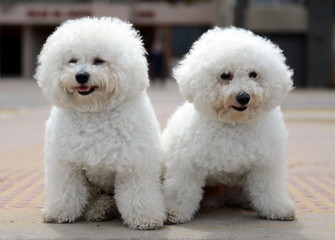 Bichon Frise on the waterfront in Vina del Mar.