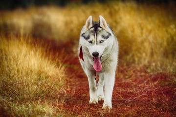 fun beautiful siberian husky dog of wolf or german shepherd puppy running in autumn field © voltgroup