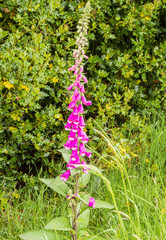 Foxglove plant and flower at Tittesworth Reservoir, Peak District, UK © Sue Burton