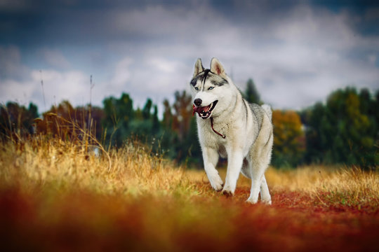 fun beautiful siberian husky dog of wolf or german shepherd puppy running in autumn field