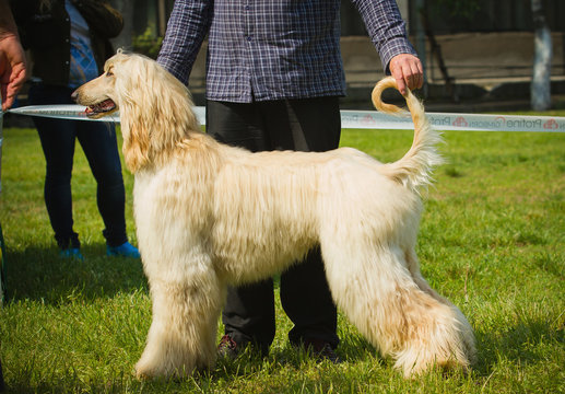 Afghan Hound Portrait.