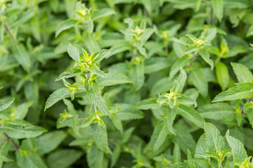 Green mint natural background.