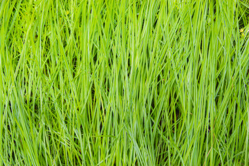 Ecology Nature abstract with green grass background